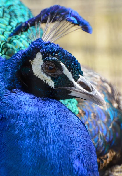 Beautiful blue male Indian peacock head closeup — Stock Photo, Image