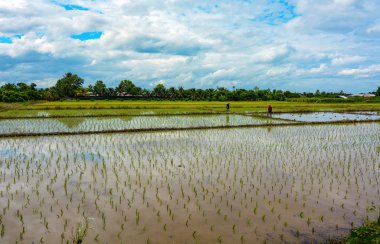 Tay çiftçiler yeni pirinç tarlaları Tayland kırsal kesimde dikim