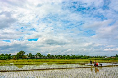 Pirinç paddies yeni genç bitkiler ile ekili Tayland kırsal kesimde