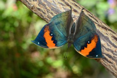 Kallima inachus yaymak kanatları açık, olarak da bilinen turuncu oakleaf veya ölü yaprak ile