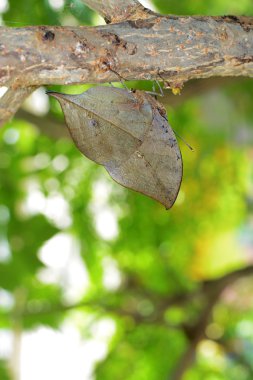 Kallima inachus kelebek inanılmaz evrimsel kamuflaj, olarak da bilinen turuncu oakleaf veya ölü yaprak ile