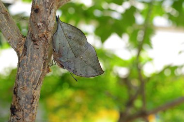 Kallima inachus kelebek harika kamuflaj, ayrıca denilen turuncu oakleaf veya ölü yaprak ile