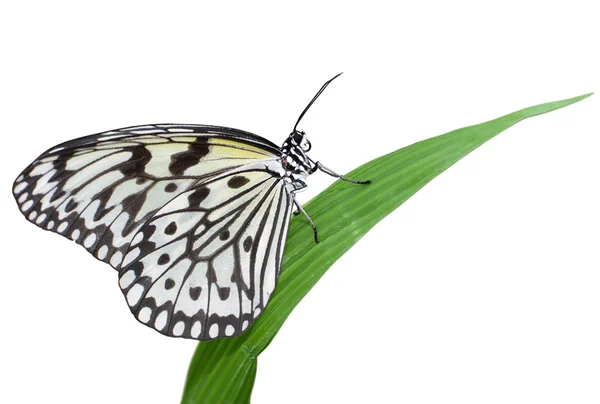 Idea leuconoe mariposa aislada sobre fondo blanco, también conocida como ninfa de árbol grande o cometa de papel — Foto de Stock