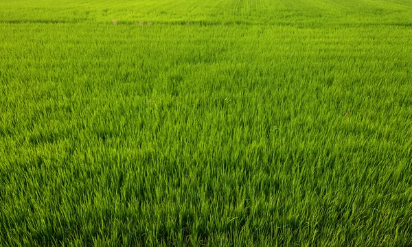 Fondo agrícola agradable de un arrozal de arroz verde con plantas jóvenes saludables —  Fotos de Stock