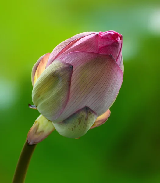 Pink flower bud of nelumbo nucifera, also known as the Indian or sacred lotus — Stock Photo, Image