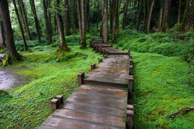Boardwalk Alişan Chiayi ilçe, Tayvan Ulusal manzara alan, huzurlu yosunlu ormanı