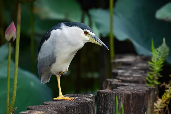 Adult black-crowned night heron waiting patiently at a pond edge for a fish to swim by — Stock Photo, Image