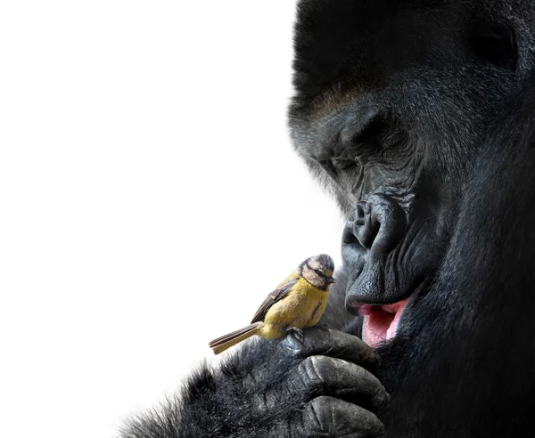 Gorilla showing family-like love to a bird, on white background — Stock Photo, Image