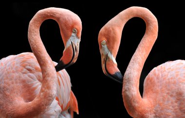 İki pembe flamingo.