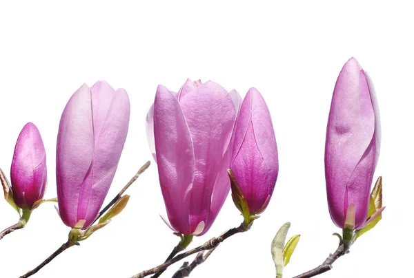 Pink Lily Magnolia buds in spring — Stock Photo, Image