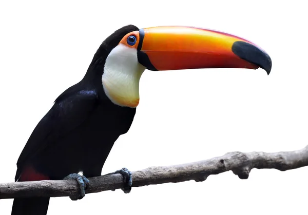 Toco Toucan isolated on white background — Stock Photo, Image