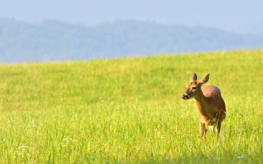 Cades Cove Valley büyük Smoky Dağları Milli Parkı'nda yemyeşil çimenlerin üzerinde otlatma geyik