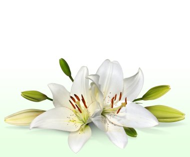 Easter lily flowers, also known as November lilies clipart