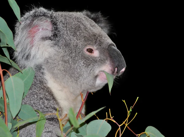 Мила коала їсть евкаліпт — стокове фото