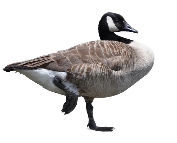 Canada goose isolated — Stock Photo, Image