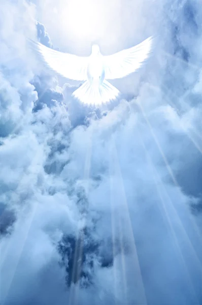 Gökten inen beyaz güvercin