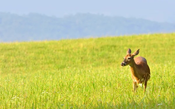 Jelenie wypasu na bujną trawę w dolinie Cades Cove w Great Smoky Mountains National Park — Zdjęcie stockowe