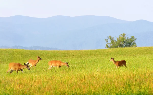 Дикий олень в долине Кейдс-Коув в Национальном парке Грейт-Смоки-Маунтинс в Теннесси — стоковое фото