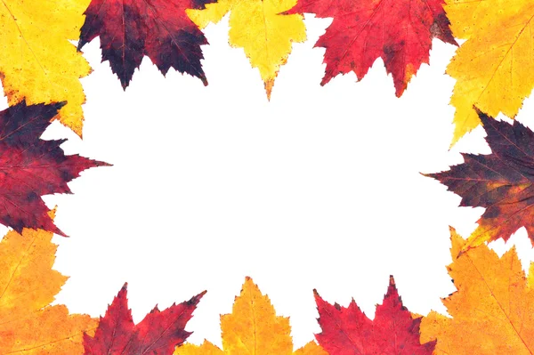 Border of yellow and red autumn maple leaves — Stock Photo, Image