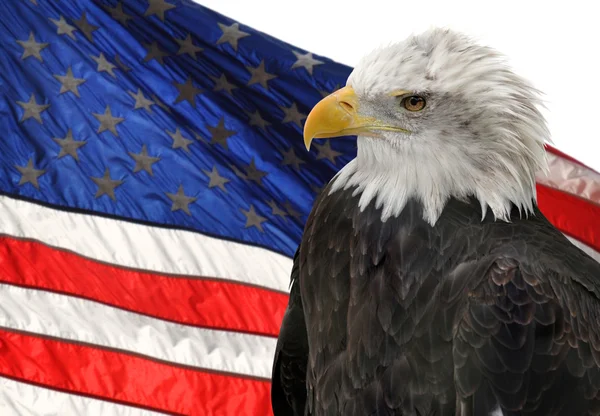 American flag and Bald Eagle, symbols of freedom and democracy — Stock Photo, Image