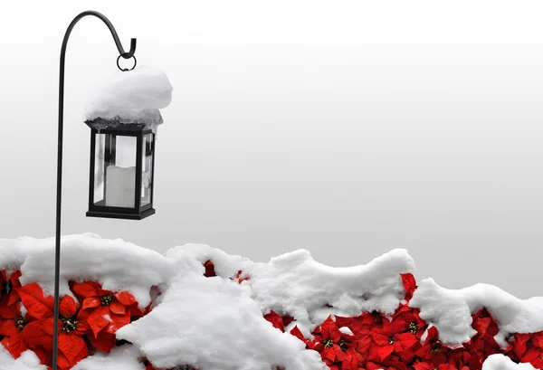 Poinsettias, és a hó a téli vagy a karácsonyi ünnepi háttér — Stock Fotó