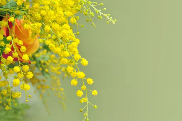 Gelbe Mimosen, das Symbol des internationalen Frauentages — Stockfoto
