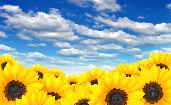 Pole slunečnic pod letní oblohou — Stock fotografie