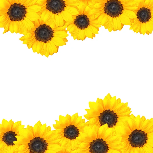 Veselé slunečnice pozadí design s kopií prostor — Stock fotografie