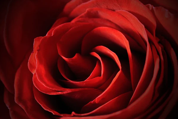 Gyönyörű piros rózsa központ közeli makró — Stock Fotó