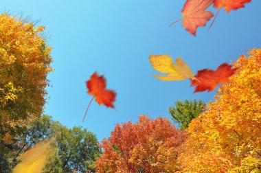 Sonbahar bir ormandan üfleme yaprakları