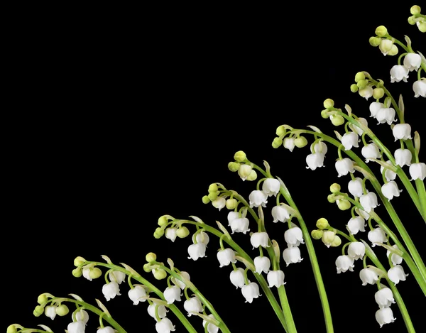 Lily of the valley achtergrondontwerp — Stockfoto