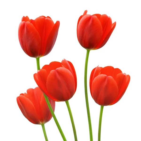 Red tulip flowers in spring — Stock Photo, Image