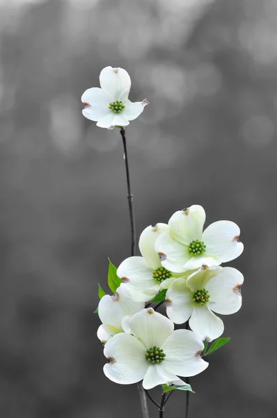 Svída bílá květy na jaře — Stock fotografie