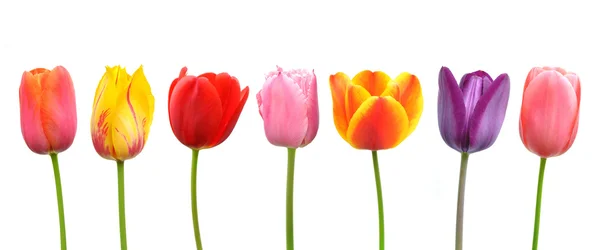 Разноцветные тюльпаны розового, желтого, красного, оранжевого и фиолетового цветов — стоковое фото