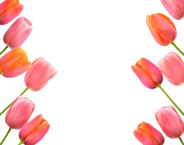 Pink tulips background and border floral design — Stock Photo, Image