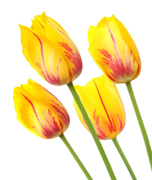 Желтые тюльпаны с красными полосками в связке из четырех — стоковое фото