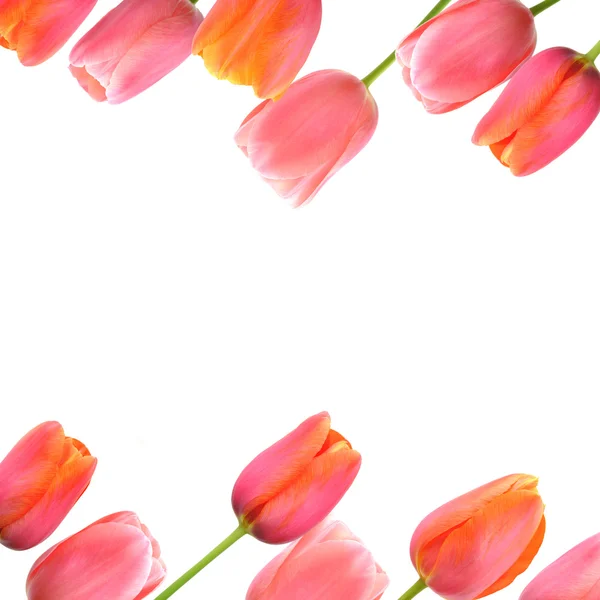 Flower background with pink tulips border — Stock Photo, Image