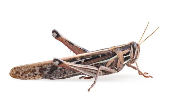 Grasshopper closeup on white background — Stock Photo, Image