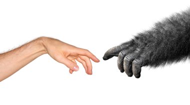Evrim ve kökenleri kavramı Michelangelo resim, Adem'in yaratılışı dayalı