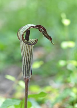 Jack-in-the-Pulpit, çiçek ya da Arisaema triphyllum