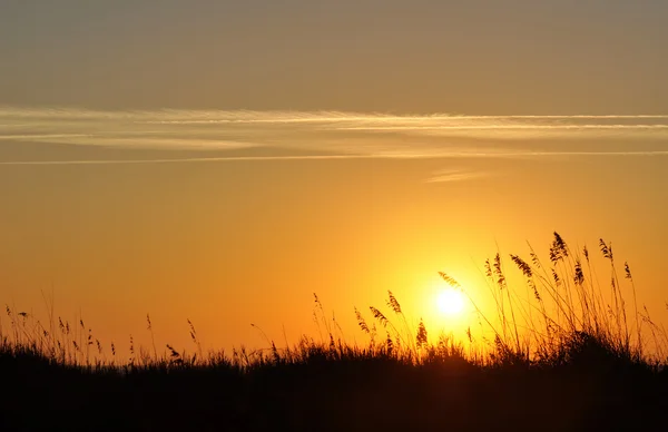 Zandduinen en zee haver silhouet in een ochtend zonsopgang — Stockfoto