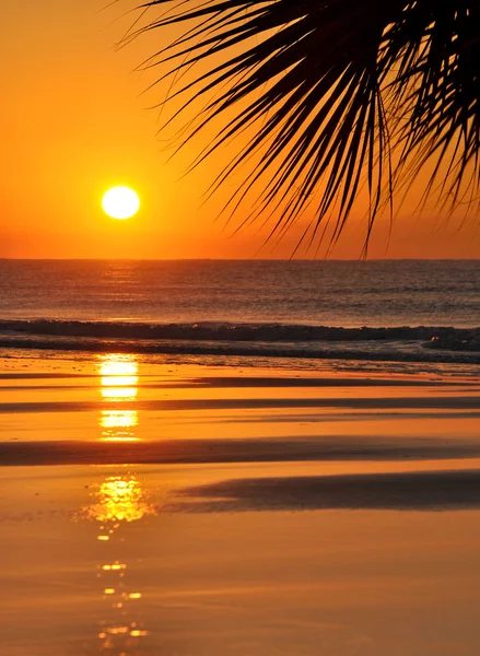 Linda praia paradisíaca por do sol e folha de palma — Fotografia de Stock