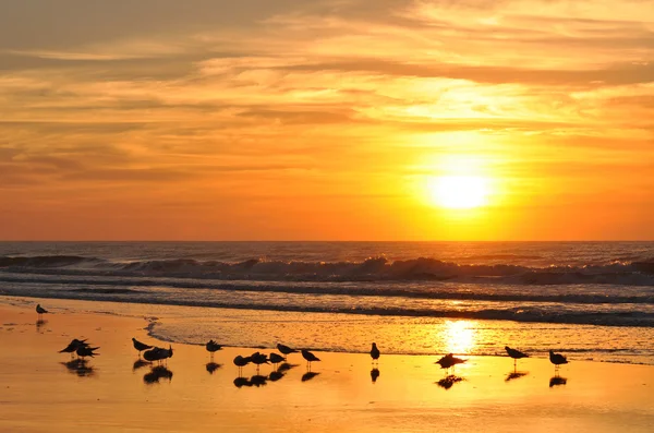 夜明けのビーチで黄金の日の出 — ストック写真