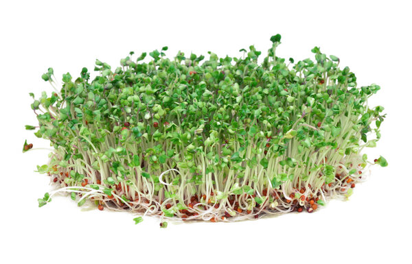 Young broccoli sprouts, a phytochemical-rich cancer-fighting food