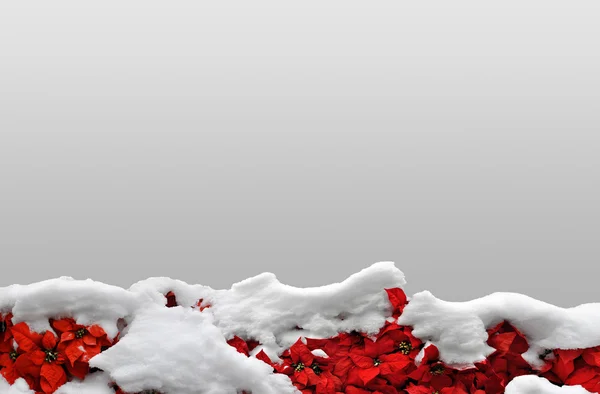 Winter holidays background with a festive poinsettia border covered in snow — Stock Photo, Image