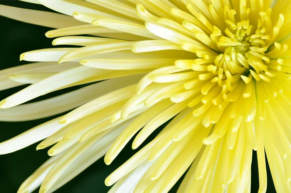 Yellow spider mum flower closeup macro — Stock Photo, Image