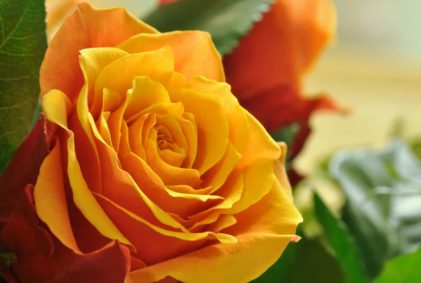 美しいオレンジ色のバラの花をクローズ アップ — ストック写真