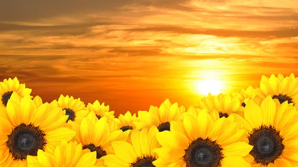 Bloem achtergrond van gele zonnebloemen bij zonsondergang — Stockfoto