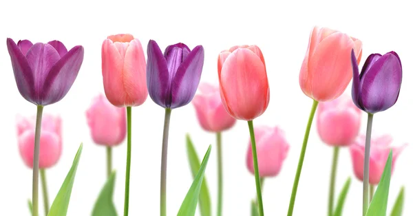 Beautiful flowers of purple and pink tulips — Stock Photo, Image