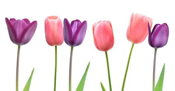 Розовые и фиолетовые цветы тюльпан на белом фоне — стоковое фото